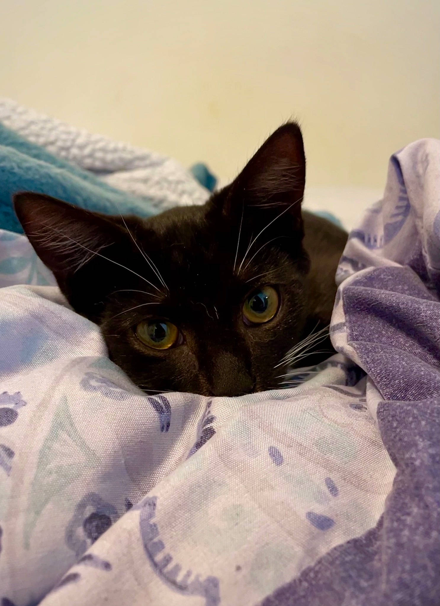 Mileva joined the competition — help win amazing prizes! carnivore, cat, felidae, fur, linens, organism, small_to_medium_sized_cats, snout, vertebrate, whiskers