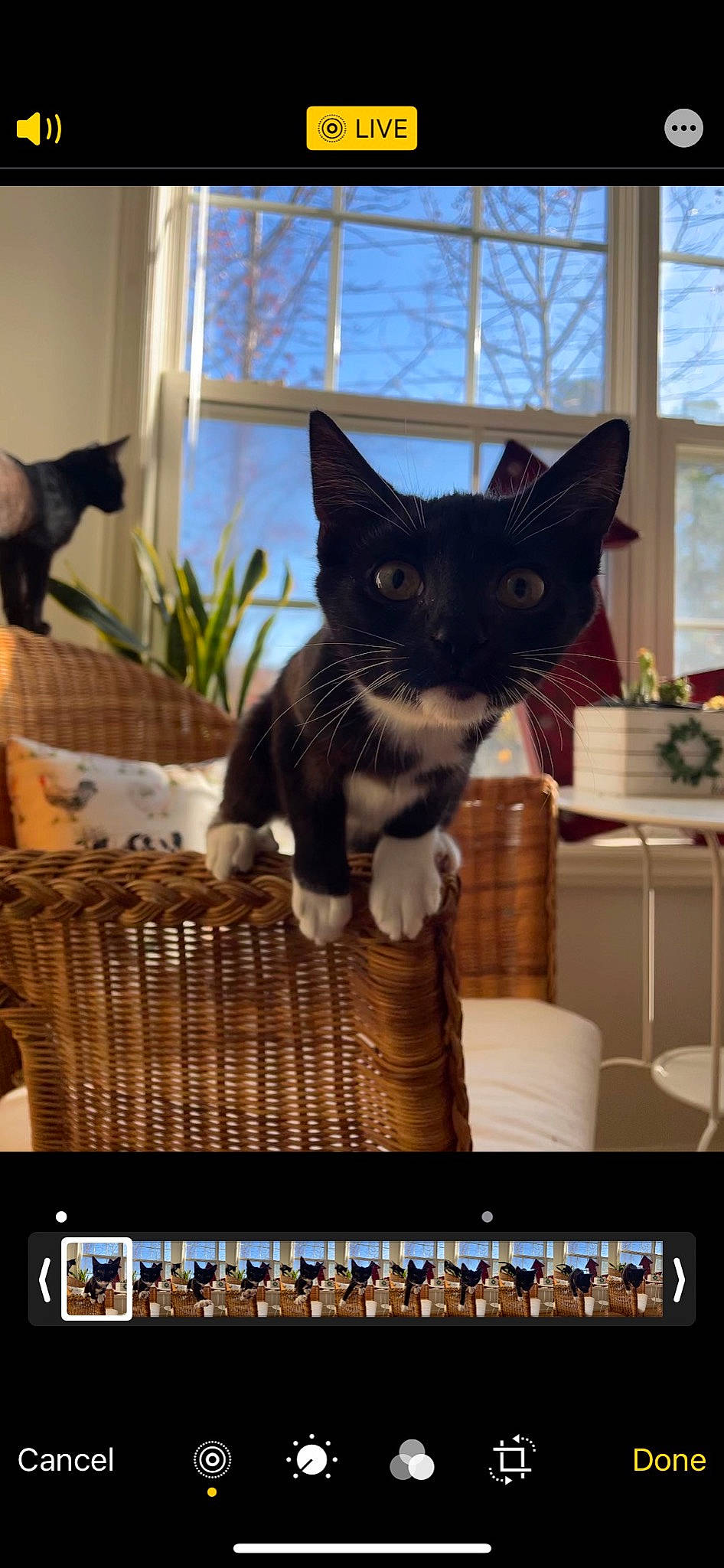 Mileva joined the competition — help win amazing prizes! basket, carnivore, cat, cat_furniture, cat_supply, felidae, fixture, fur, home, home_accessories, houseplant, interior_design, pet_supply, small_to_medium_sized_cats, snout, vertebrate, whiskers, wicker, window_covering