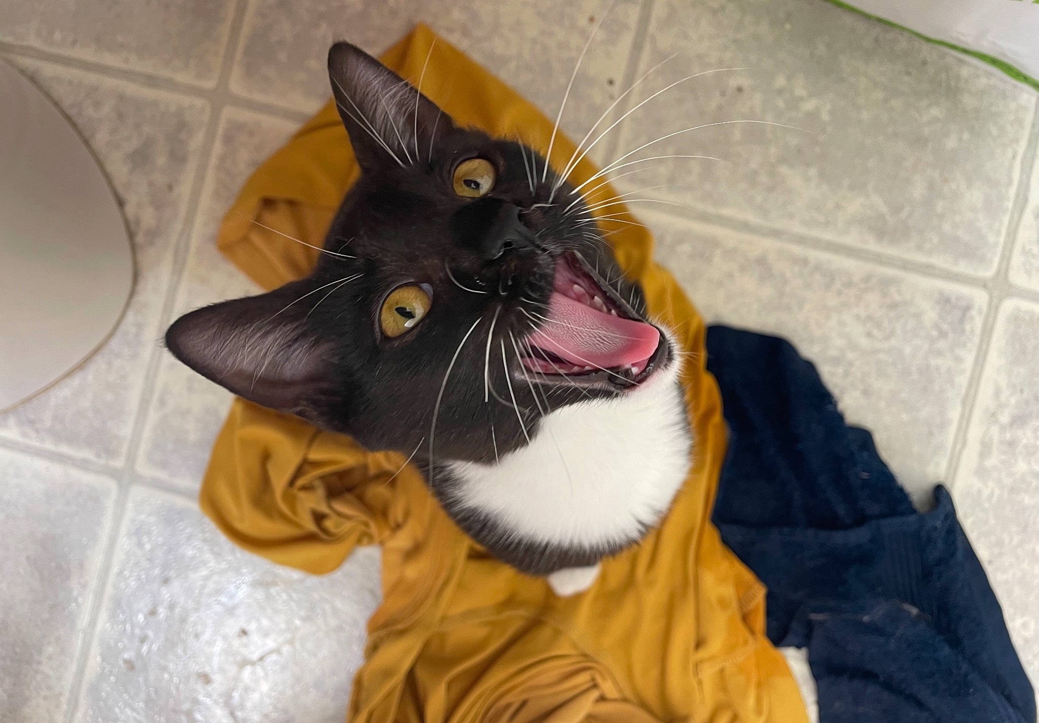 Mileva is registered to the contest to win money with this photo: carnivore, cat, costume_accessory, fang, felidae, fur, hood, small_to_medium_sized_cats, snout, tile, tile_flooring, tongue, tooth, whiskers, yawn