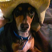 Rowdy joined the competition — help win amazing prizes! dog, hat, straw_hat, indoor, couch, furniture, pet, collar, brown, black, relaxed, canine, domestic_animal, portrait, close_up, animal, cute, companion, home, resting