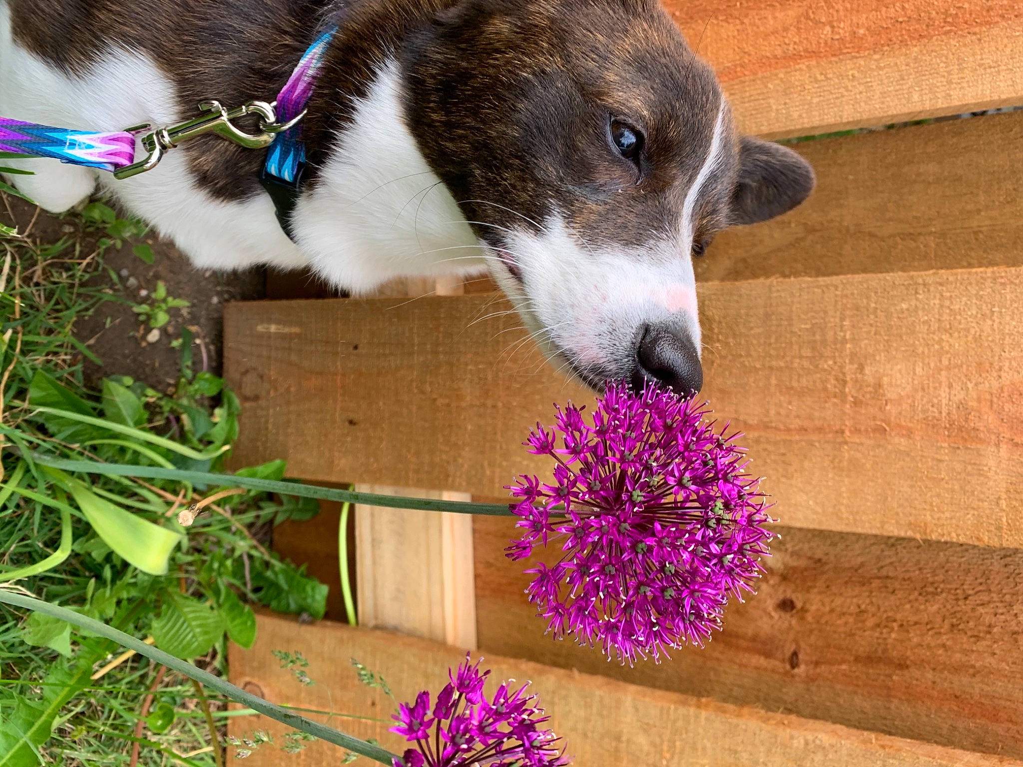 Daffodil joined the competition — help win amazing prizes! annual_plant, carnivore, collar, companion_dog, dog, dog_breed, dog_collar, flower, flowering_plant, grass, green, herb, herbaceous_plant, magenta, pet_supply, petal, plant, whiskers, wood, working_animal