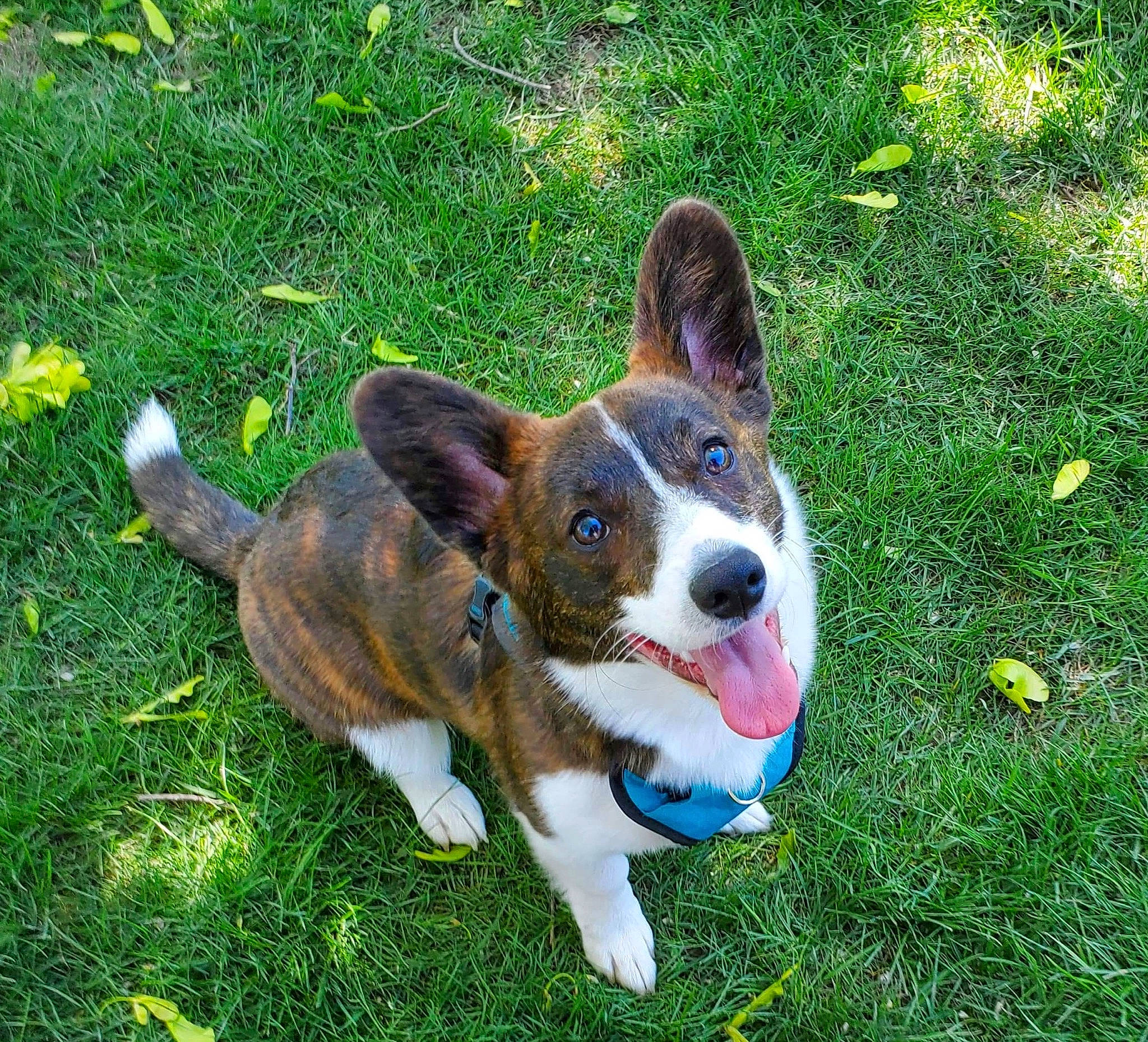 Daffodil is registered to the contest to win money with this photo: art, canidae, carnivore, collar, companion_dog, dog, dog_breed, dog_supply, fawn, grass, groundcover, herding_dog, hound, plant, snout, sporting_group, terrestrial_animal, whiskers, working_animal, working_dog