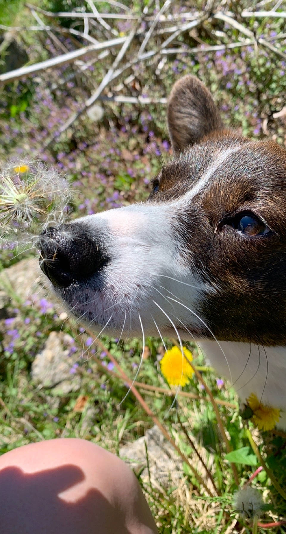 Daffodil joined the competition — help win amazing prizes! annual_plant, botany, canidae, carnivore, collar, companion_dog, dog, dog_breed, fawn, flower, garden, grass, groundcover, plant, shrub, sporting_group, terrestrial_animal, whiskers, wildlife, working_animal