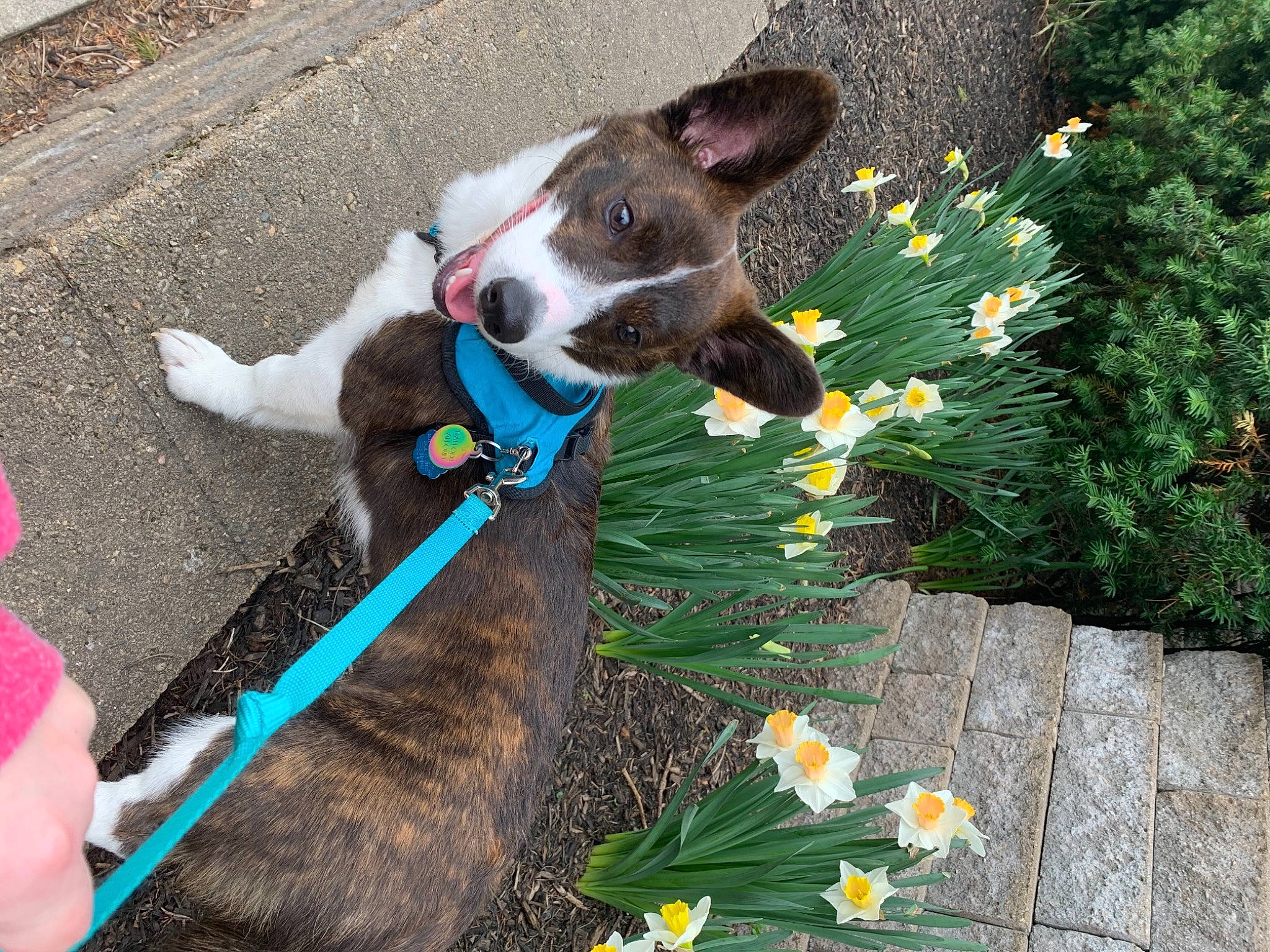 Daffodil joined the competition — help win amazing prizes! annual_plant, canidae, carnivore, collar, companion_dog, dog, dog_breed, dog_collar, dog_supply, fawn, flower, flowering_plant, grass, green, leash, pet_supply, plant, sporting_group, tail, working_animal