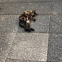 Kat participe au concours pour gagner de l'argent avec cette photo : cat, tortoiseshell, animal, pet, relaxed, lying_down, outdoor, stone_floor, tile, pavement, fur, four_legs, whiskers, ears, nature, sleeping, resting, quiet, calm, daytime