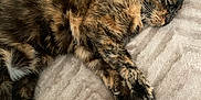 Kat participe au concours pour gagner de l'argent avec cette photo : animal, bed, blanket, cat, cozy, cute, cute_pet, domestic, feline, fur, indoor, nap, paw, pet, relaxed, resting, sleeping, soft, tortoiseshell, whiskers