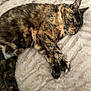 Kat participe au concours pour gagner de l'argent avec cette photo : animal, bed, blanket, cat, cozy, cute, cute_pet, domestic, feline, fur, indoor, nap, paw, pet, relaxed, resting, sleeping, soft, tortoiseshell, whiskers