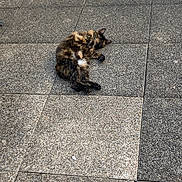 Kat a rejoint le concours — aidez-le/la à gagner de superbes lots ! cat, tortoiseshell, animal, pet, relaxed, lying_down, outdoor, stone_floor, tile, pavement, fur, four_legs, whiskers, ears, nature, sleeping, resting, quiet, calm, daytime