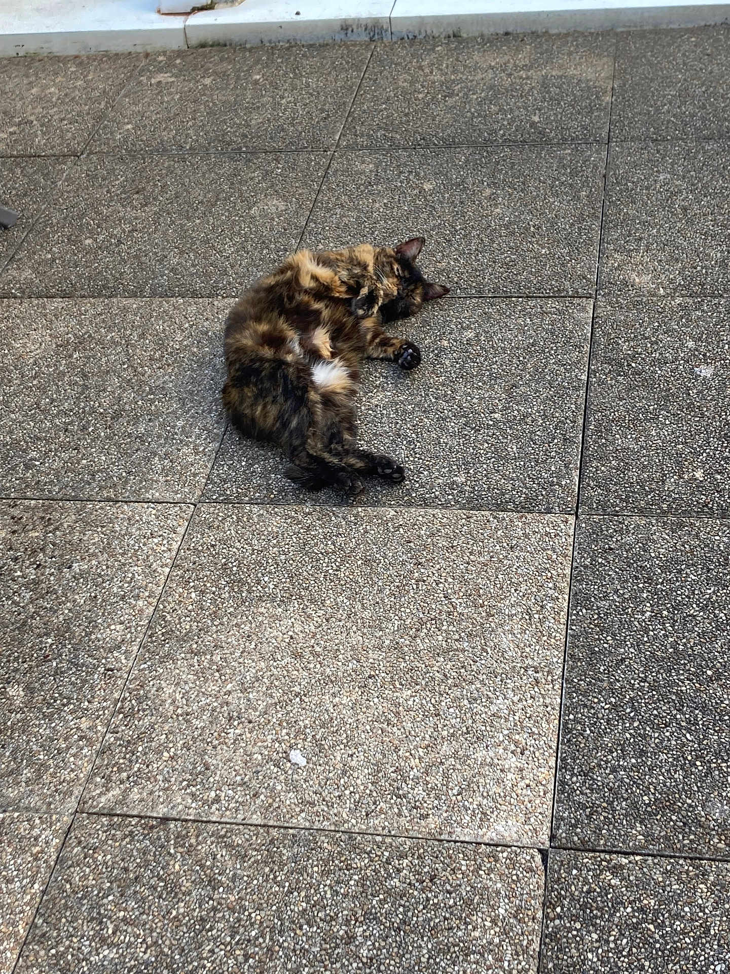 Kat a rejoint le concours — aidez-le/la à gagner de superbes lots ! cat, tortoiseshell, animal, pet, relaxed, lying_down, outdoor, stone_floor, tile, pavement, fur, four_legs, whiskers, ears, nature, sleeping, resting, quiet, calm, daytime