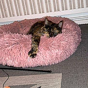 Kat participe au concours pour gagner de l'argent avec cette photo : cat, tortoiseshell_cat, sleeping, fluffy_bed, pink_bed, paw, radiator, carpet, cat_toy, indoor, pet, cozy, relaxed, feline, animal, resting, home, soft_texture, patterned_carpet, colorful_toy