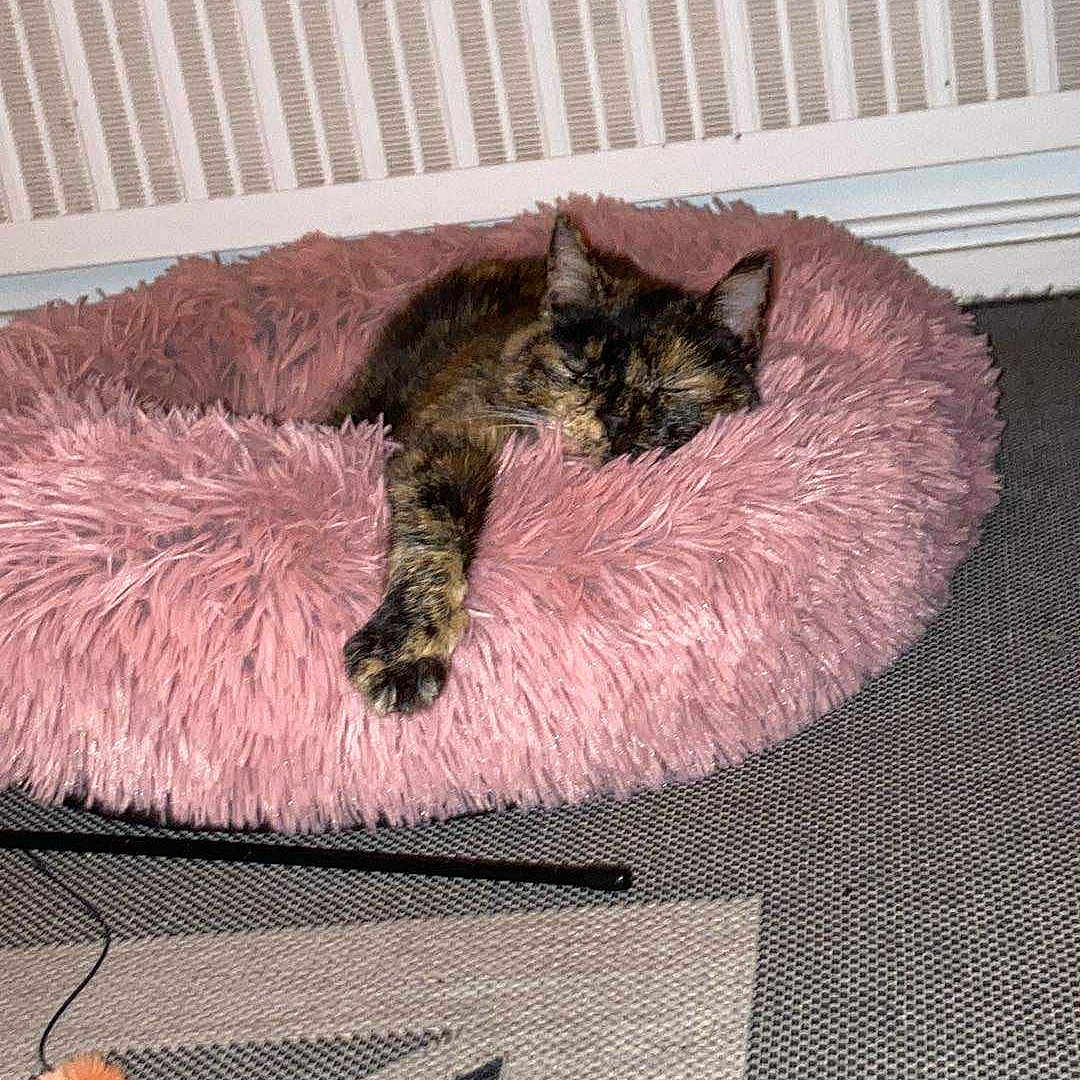 Kat participe au concours pour gagner de l'argent avec cette photo : animal, carpet, cat, cat_toy, colorful_toy, cozy, feline, fluffy_bed, home, indoor, patterned_carpet, paw, pet, pink_bed, radiator, relaxed, resting, sleeping, soft_texture, tortoiseshell_cat