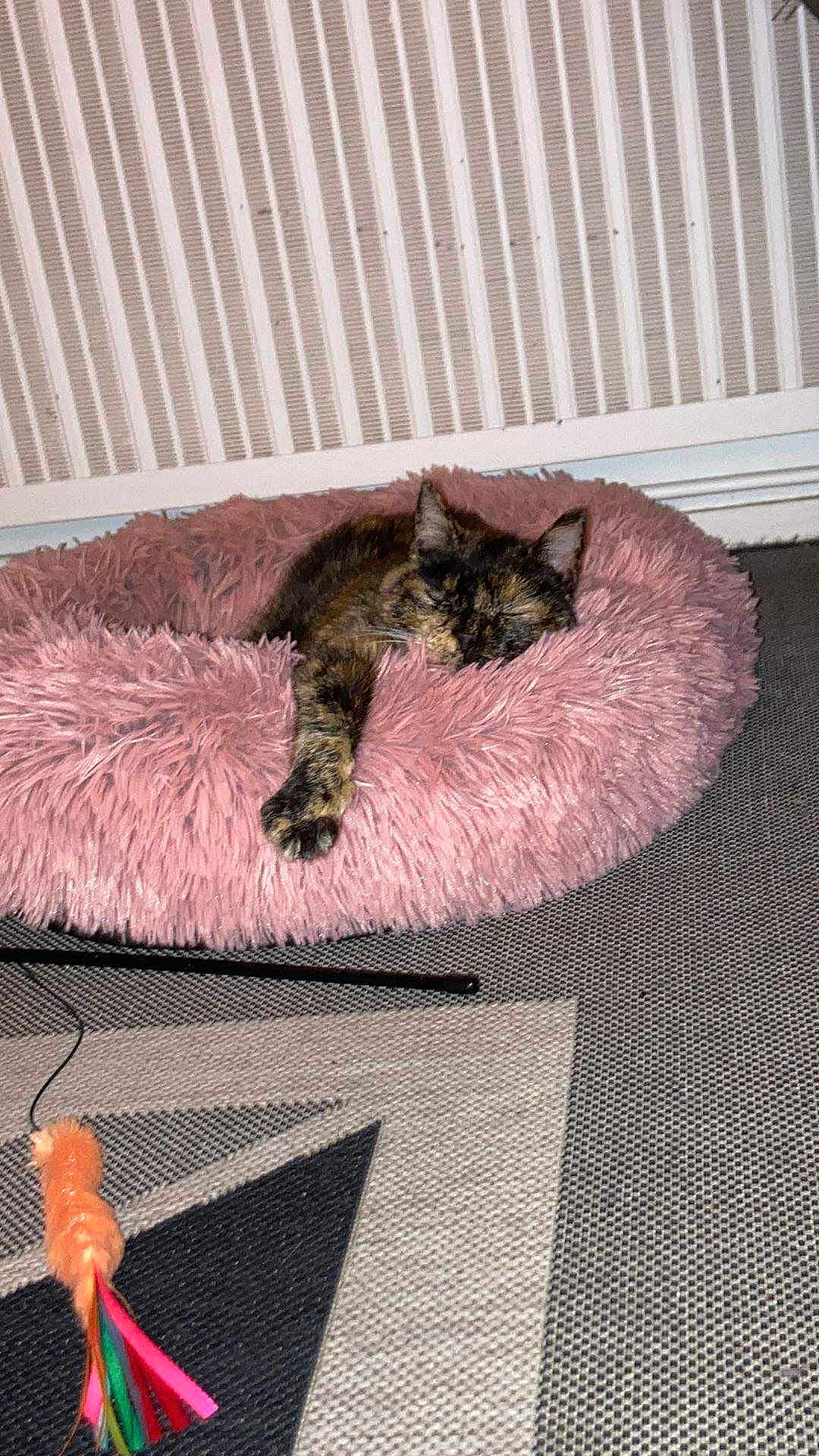Kat participe au concours pour gagner de l'argent avec cette photo : cat, tortoiseshell_cat, sleeping, fluffy_bed, pink_bed, paw, radiator, carpet, cat_toy, indoor, pet, cozy, relaxed, feline, animal, resting, home, soft_texture, patterned_carpet, colorful_toy