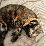 animal, blanket, cat, companion, cozy, cute, cute_pet, domestic_animal, feline, fur, indoor, nap, paw, pet, relaxed, resting, sleeping, soft, tortoiseshell, whiskers