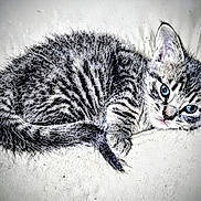 Spunks is registered to the contest to win money with this photo: animal, blue_eyes, cat, close_up, curled_up, cute, fabric, fur, indoor, kitten, pet, portrait, resting, sleepy, small, striped, tabby, texture, whiskers, young