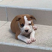 Bayron participe au concours pour gagner de l'argent avec cette photo : puppy, dog, brown, white, stairs, tile, pet, animal, young, cute, resting, paw, indoors, small, canine, mammal, fur, laying, calm, domestic