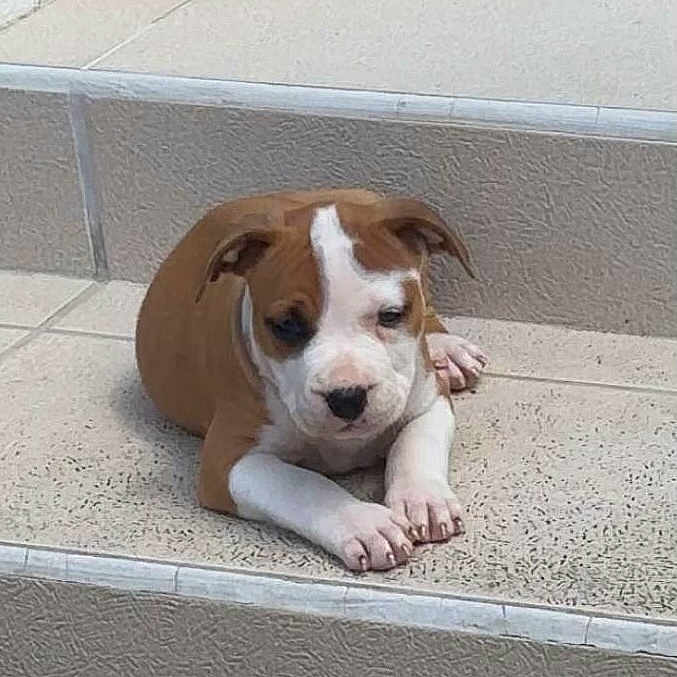 Bayron participe au concours pour gagner de l'argent avec cette photo : puppy, dog, brown, white, stairs, tile, pet, animal, young, cute, resting, paw, indoors, small, canine, mammal, fur, laying, calm, domestic