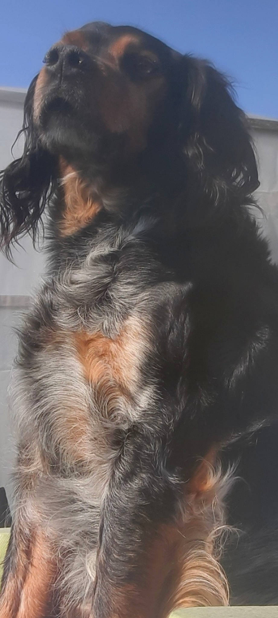 Ipso a rejoint le concours — aidez-le/la à gagner de superbes lots ! canidae, carnivore, claw, companion_dog, dog, dog_breed, ear, felidae, fur, liver, paw, snout, sporting_group, tail, terrestrial_animal, terrier, whiskers, working_dog