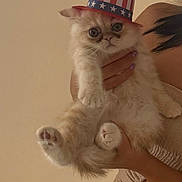 Kit Kat is registered to the contest to win money with this photo: adorable, animal, beige, cat, costume, cute, face, fur, furry, hand, hat, holding, indoor, kitten, patriotic, paws, person, pet, portrait, young