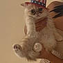 adorable, animal, beige, cat, costume, cute, face, fur, furry, hand, hat, holding, indoor, kitten, patriotic, paws, person, pet, portrait, young