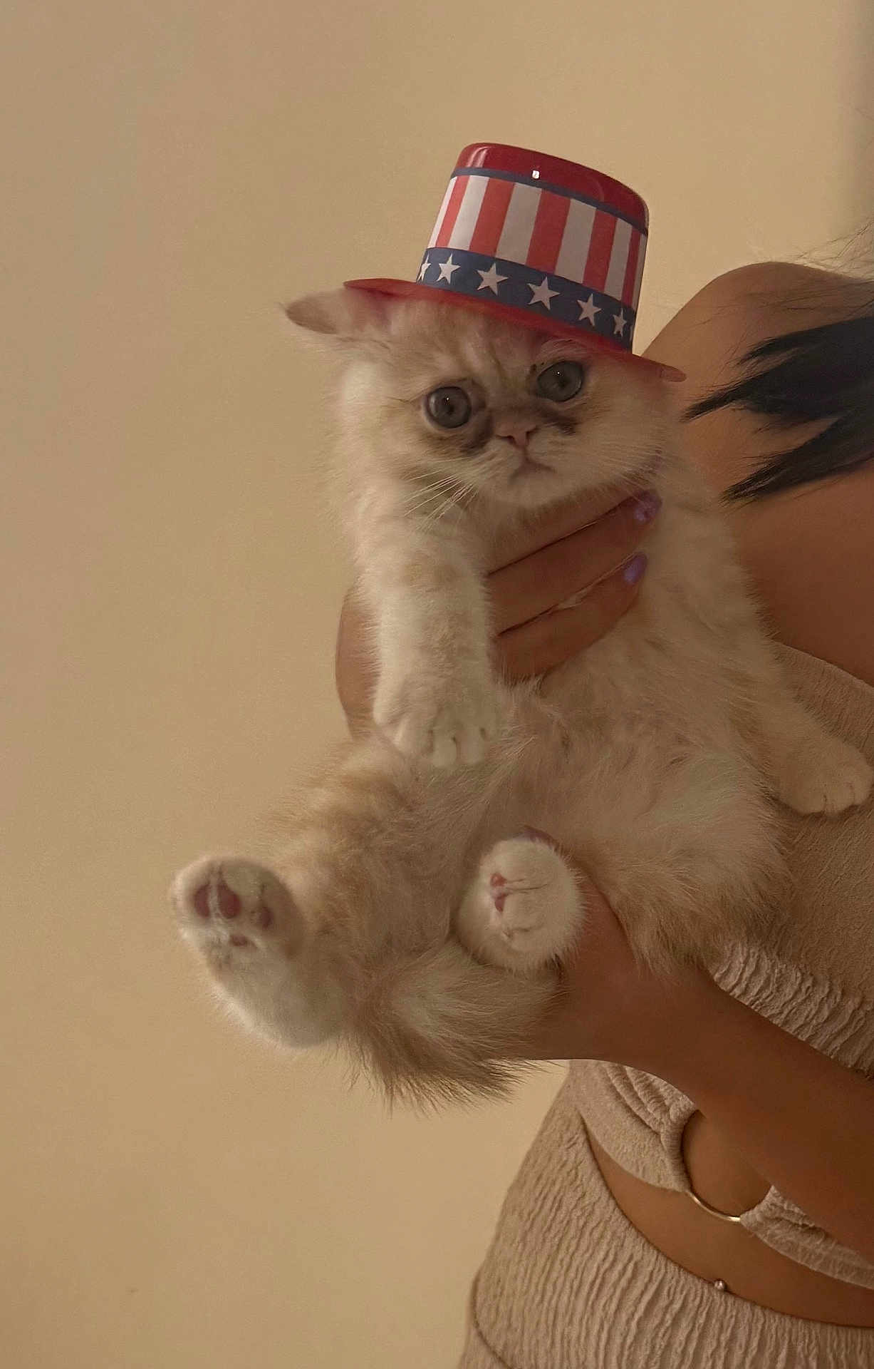 Kit Kat is registered to the contest to win money with this photo: adorable, animal, beige, cat, costume, cute, face, fur, furry, hand, hat, holding, indoor, kitten, patriotic, paws, person, pet, portrait, young