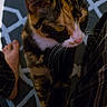 Pippy joined the competition — help win amazing prizes! cat, calico, pet, animal, paw, legs, plaid, pants, foot, barefoot, rug, pattern, curious, indoor, closeup, feline, whiskers, yellow_eyes, domestic, stretching