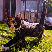 Pippy joined the competition — help win amazing prizes! cat, calico_cat, outdoor, grass, sunlight, whiskers, backyard, fence, patio, yellow_eyes, walking, animal, pet, curious, closeup, nature, daylight, fur, tail, mammal