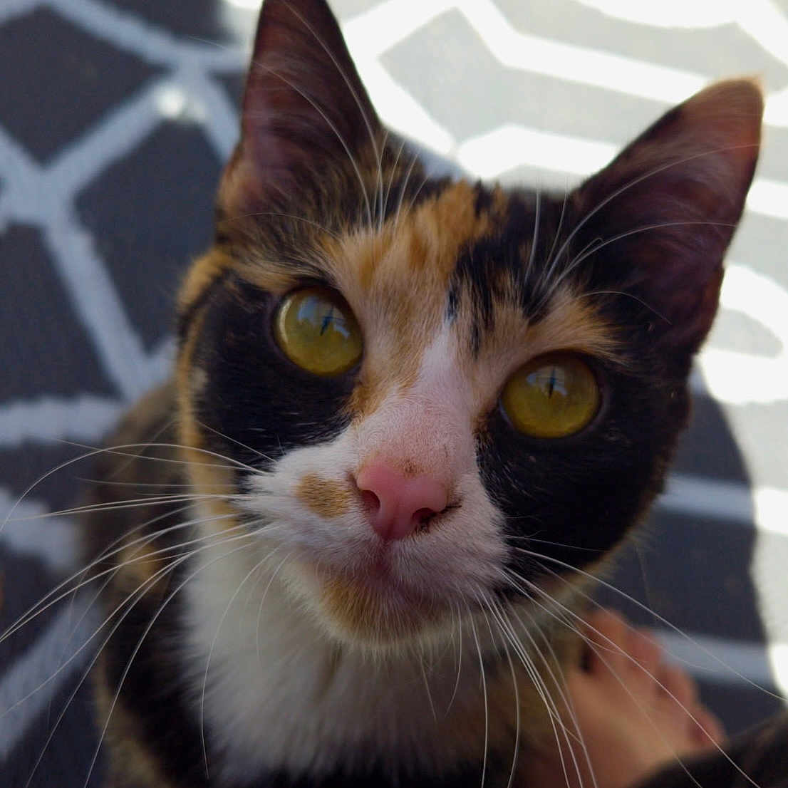 Pippy is registered to the contest to win money with this photo: cat, calico, close_up, yellow_eyes, pink_nose, whiskers, pet, curious, fur, animal, indoor, foot, patterned_background, face, cute, portrait, domestic_cat, feline, looking_up, nose