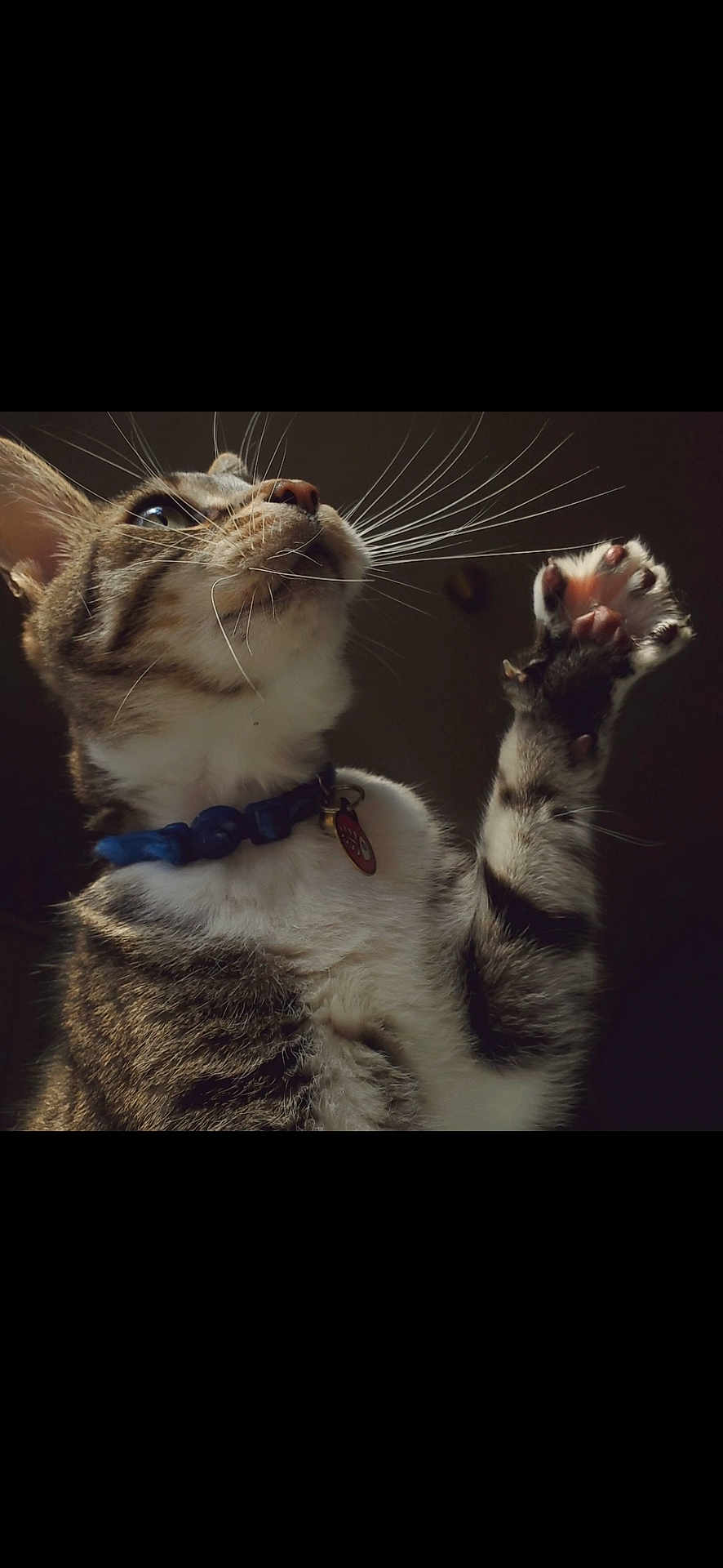Skittles is registered to the contest to win money with this photo: cat, tabby, paw, whiskers, collar, pet, animal, feline, closeup, curious, indoor, soft_light, majestic, gesture, cute, fur, portrait, domestic_cat, mammal, raised_paw