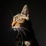 Spencer is registered to the contest to win money with this photo: animal, calm, cat, close_up, collar, cute, dark_background, domestic_cat, feline, fur, indoor, mammal, peaceful, pet, portrait, serene, sleeping, sunlight, tabby, whiskers