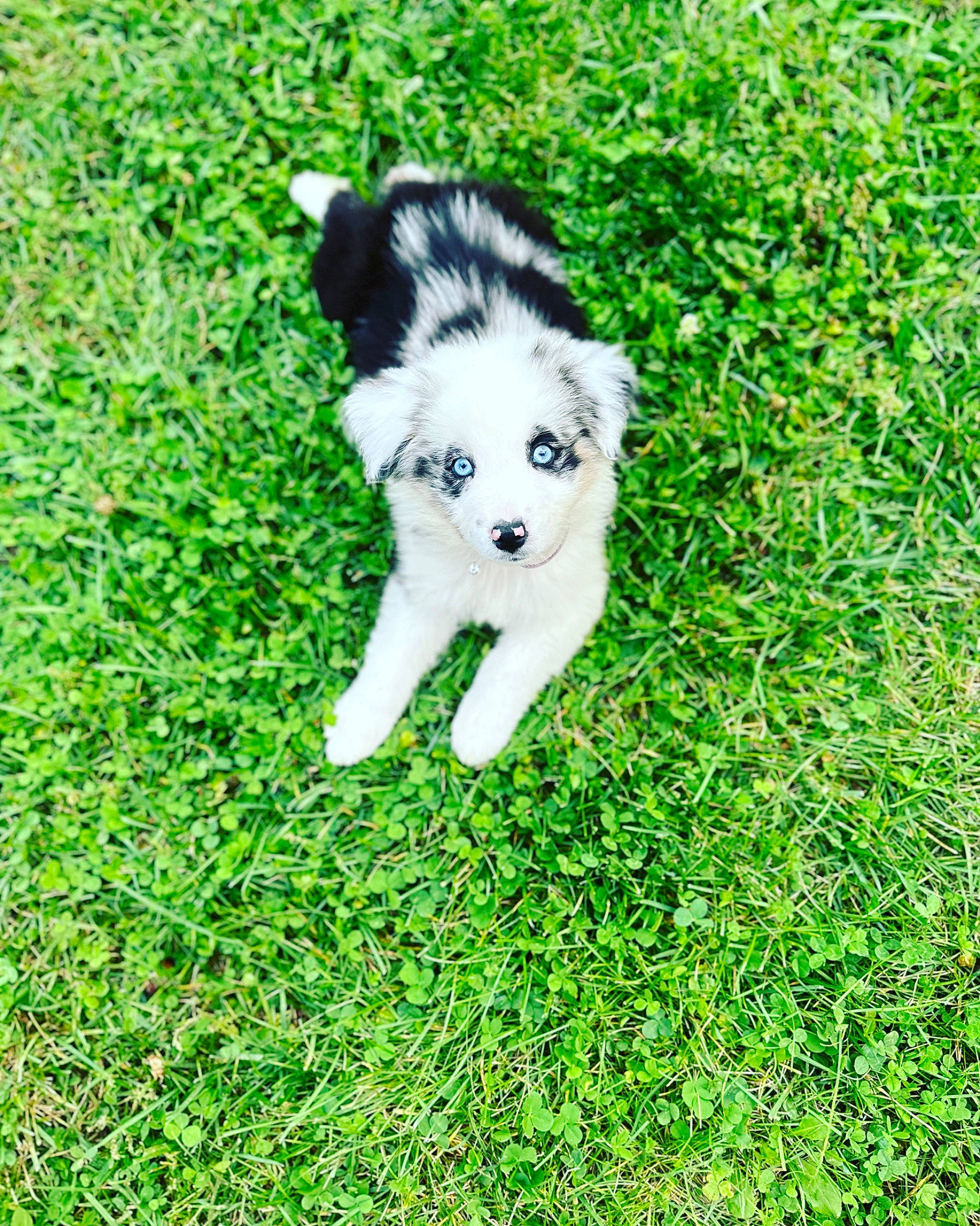 Namora is registered to the contest to win money with this photo: ancient_dog_breeds, canidae, carnivore, companion_dog, dog, dog_breed, grass, groundcover, herding_dog, non_sporting_group, plant, sled_dog, sporting_group, tail, terrestrial_animal, working_animal, working_dog