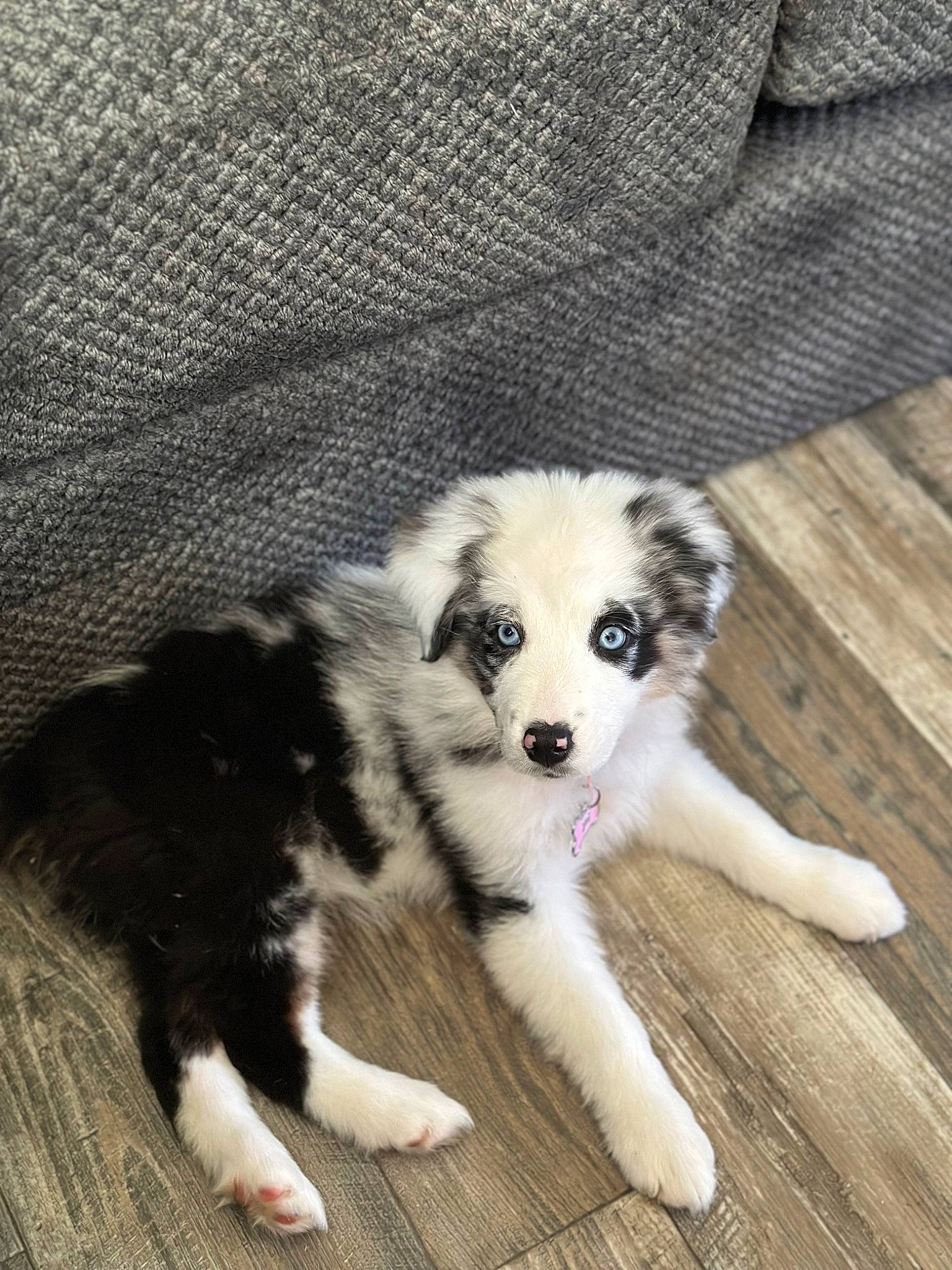 Namora joined the competition — help win amazing prizes! ancient_dog_breeds, canidae, carnivore, companion_dog, dog, dog_breed, fawn, flooring, fur, hardwood, herding_dog, pattern, paw, sled_dog, snout, sporting_group, terrestrial_animal, whiskers, working_animal, working_dog