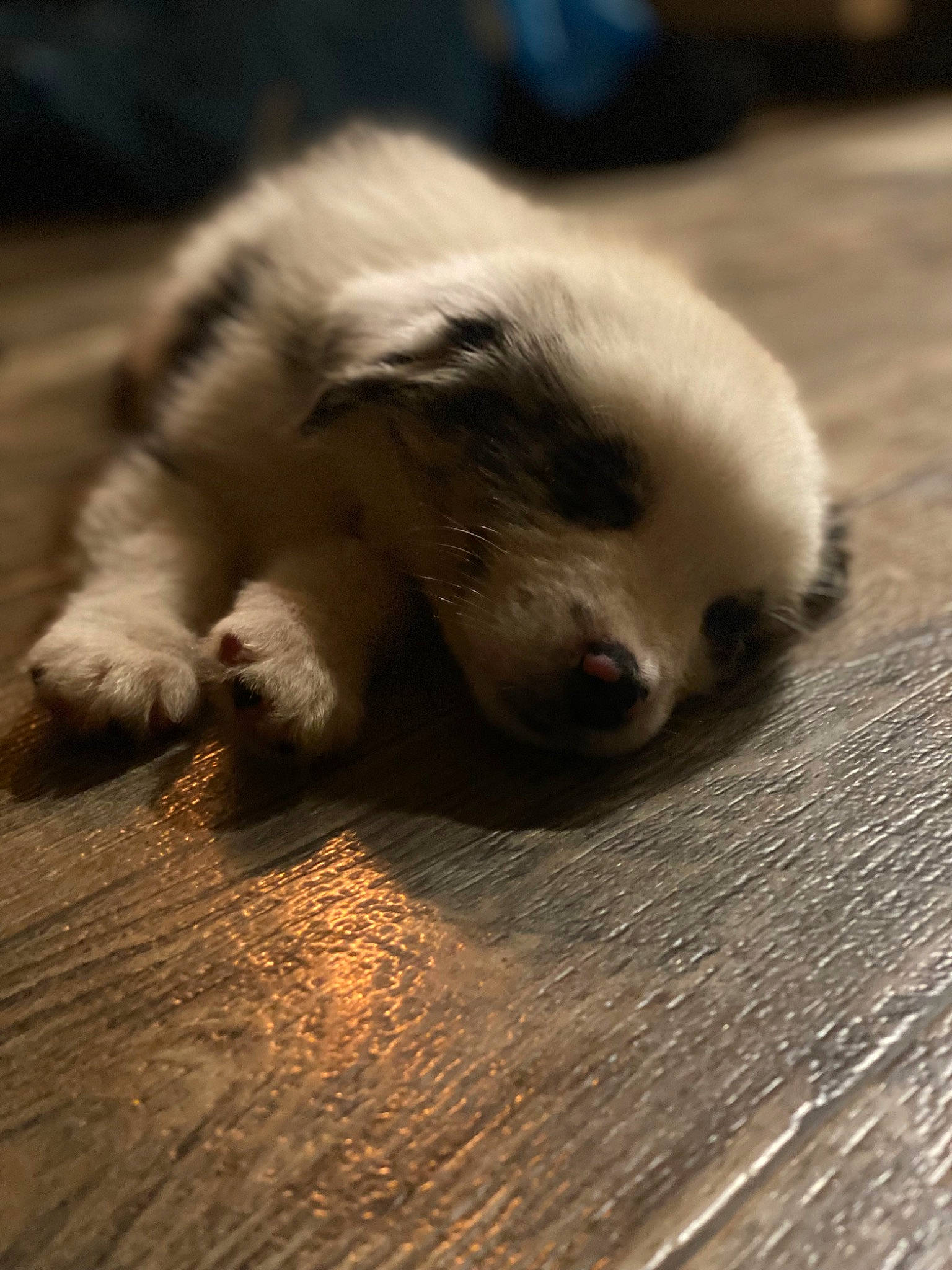 Namora joined the competition — help win amazing prizes! canidae, carnivore, cat, claw, companion_dog, dog_breed, fawn, felidae, flooring, foot, fur, hardwood, mustelidae, paw, small_to_medium_sized_cats, snout, sporting_group, terrestrial_animal, whiskers, wood