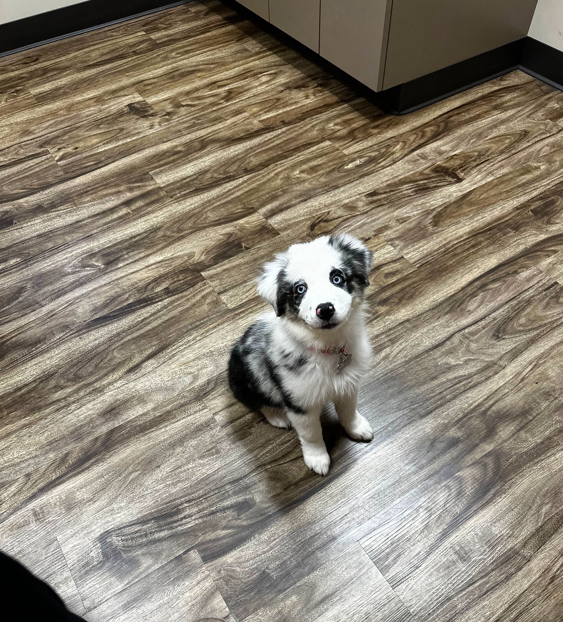 Namora joined the competition — help win amazing prizes! carnivore, companion_dog, dog, dog_breed, fawn, floor, flooring, grey, hardwood, laminate_flooring, plank, rectangle, snout, tail, toy_dog, whiskers, wood, wood_flooring, wood_stain, working_animal