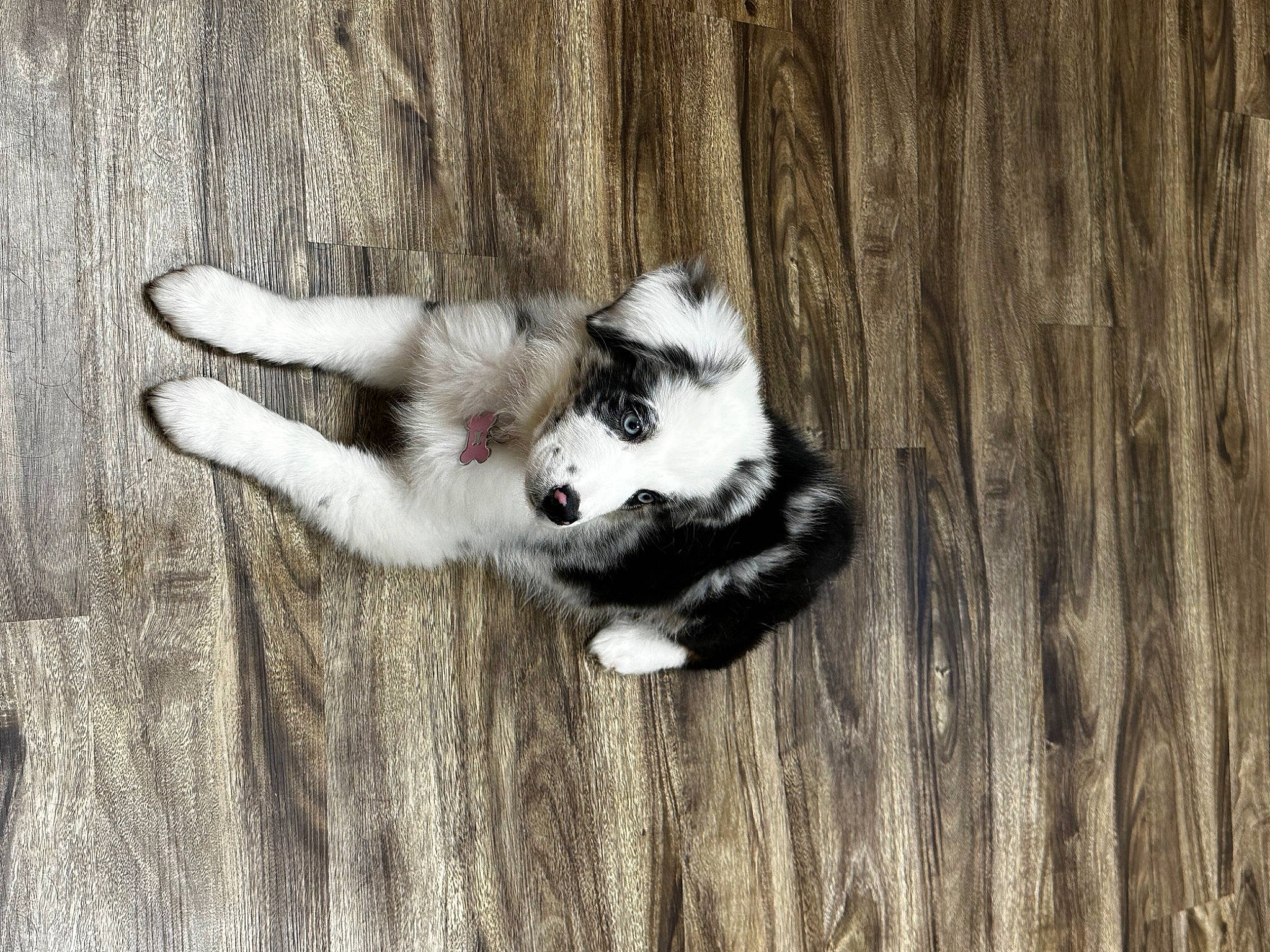 Namora joined the competition — help win amazing prizes! ball, carnivore, cat, claw, companion_dog, dog_breed, domestic_short_haired_cat, felidae, flooring, foot, fur, hardwood, paw, siberian_husky, small_to_medium_sized_cats, sporting_group, tail, terrestrial_animal, whiskers, wood