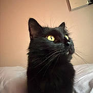 Coco is registered to the contest to win money with this photo: black_cat, cat, yellow_eyes, pet, indoor, bed, white_bed, feline, whiskers, curious, animal, portrait, looking_up, domestic_cat, soft_light, home, pink_wall, wall_art, fluffy, closeup