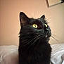black_cat, cat, yellow_eyes, pet, indoor, bed, white_bed, feline, whiskers, curious, animal, portrait, looking_up, domestic_cat, soft_light, home, pink_wall, wall_art, fluffy, closeup