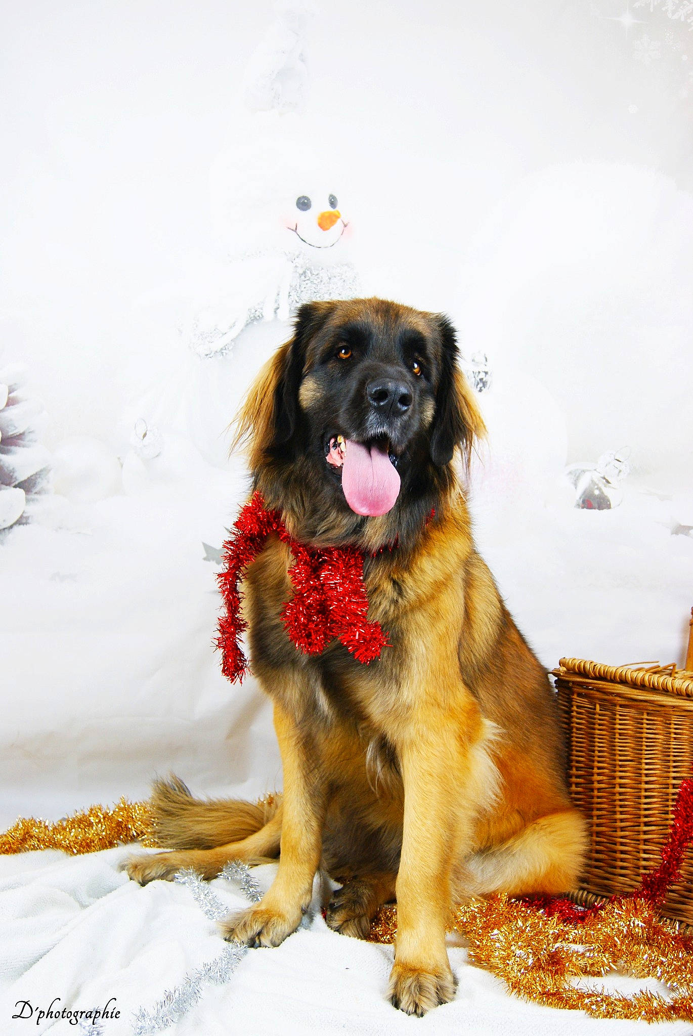 Orka a rejoint le concours — aidez-le/la à gagner de superbes lots ! basket, canidae, carnivore, companion_dog, dog, dog_breed, dog_supply, fawn, fur, guard_dog, home_accessories, leonberger, picnic_basket, snout, snow, sporting_group, storage_basket, wicker, working_animal, working_dog