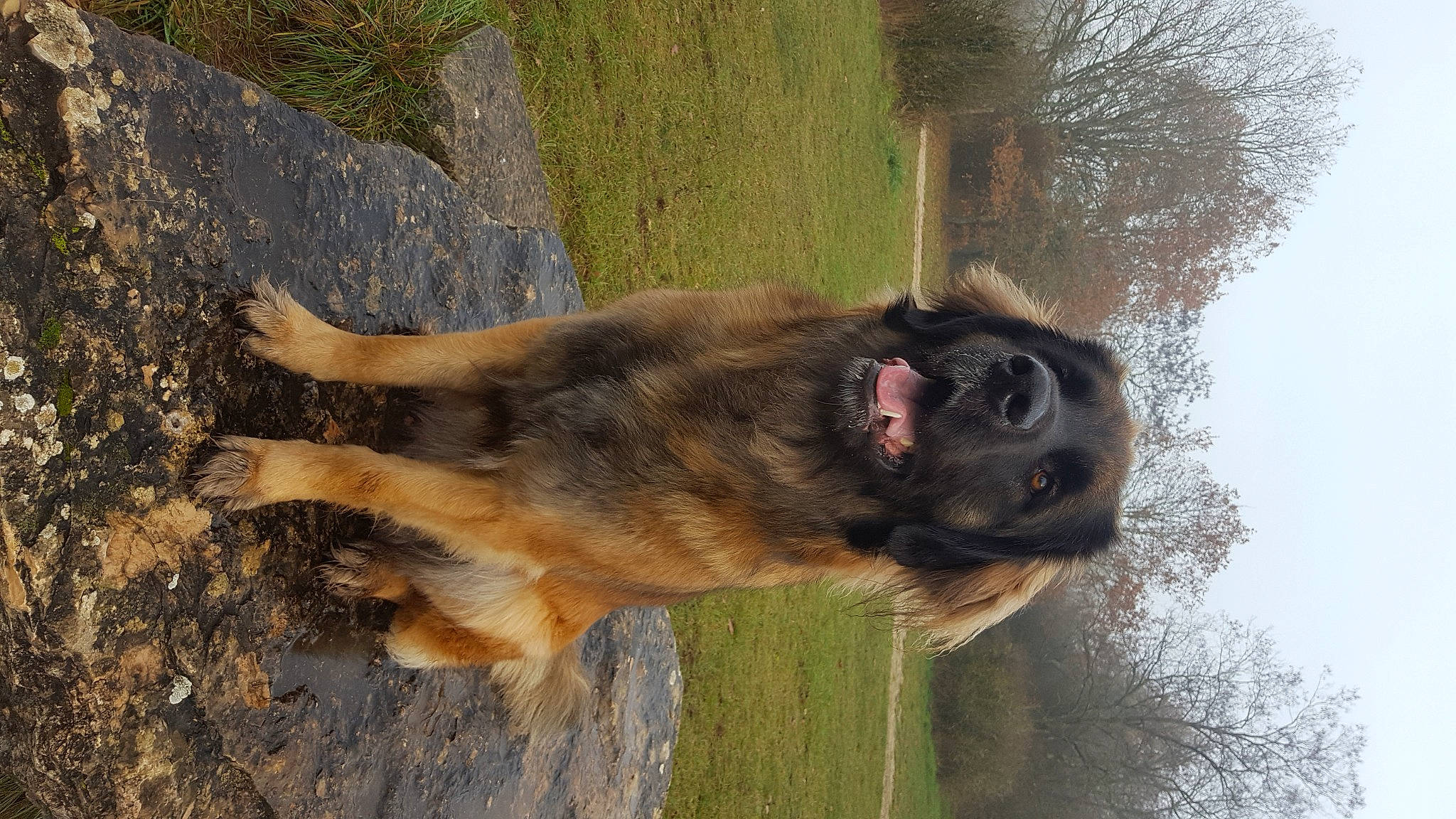 Orka a rejoint le concours — aidez-le/la à gagner de superbes lots ! canidae, carnivore, dog, dog_breed, fawn, tail