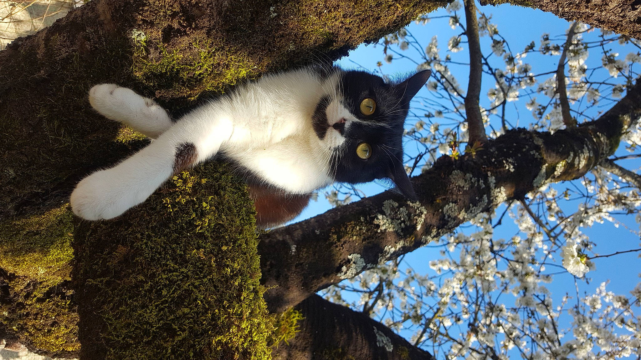 Milla participe au concours pour gagner de l'argent avec cette photo : branch, carnivore, cat, felidae, indri, lemur, primate, sifaka, small_to_medium_sized_cats, tail, tree