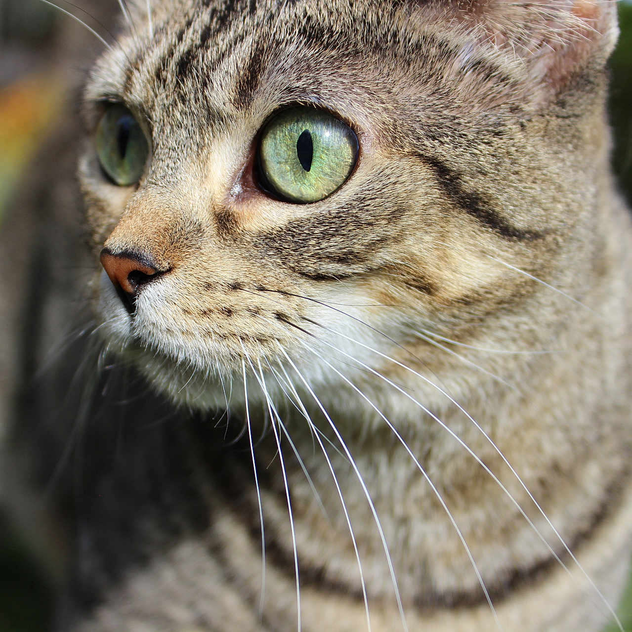Lucy is registered to the contest to win money with this photo: animal, cat, close_up, cute, daylight, detail, feline, focused, fur, grass, green_eyes, mammal, nature, outdoor, pet, portrait, tabby, watchful, whiskers, wildlife