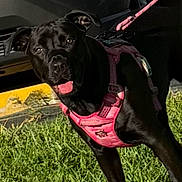 Mia is registered to the contest to win money with this photo: dog, black_dog, pink_harness, grass, outdoor, pet, canine, leash, vehicle, sunlight, playful, animal, happy, tongue_out, nature, parked_car, daytime, active, muzzle, ears