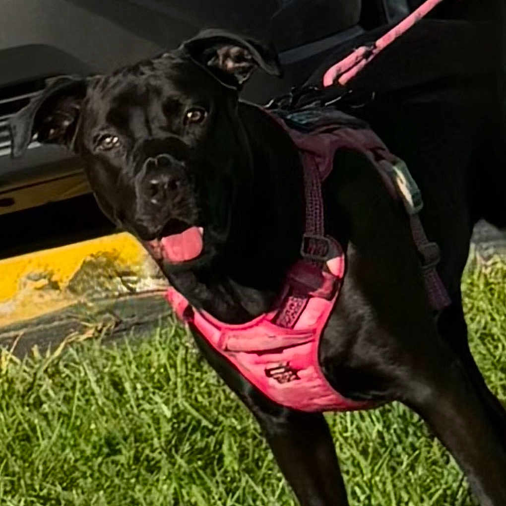 Mia