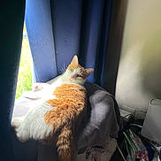Blondie joined the competition — help win amazing prizes! animal, blanket, blue_curtains, cat, clutter, cozy, curtains, daylight, foot, furniture, home, indoor, orange_cat, pet, relaxing, resting, soft_texture, sunlight, white_cat, window