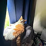animal, blanket, blue_curtains, cat, clutter, cozy, curtains, daylight, foot, furniture, home, indoor, orange_cat, pet, relaxing, resting, soft_texture, sunlight, white_cat, window