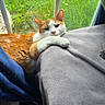 Blondie joined the competition — help win amazing prizes! animal, cat, cozy, curious, domestic_cat, feline, fur, gray_blanket, green_grass, houseplant_outside, indoor, natural_light, orange_and_white_cat, paw, pet, relaxed, resting, soft_texture, two_cats, window