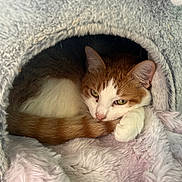 Blondie joined the competition — help win amazing prizes! cat, ginger_cat, white_cat, feline, pet, cozy, cat_cave, fluffy, blanket, resting, sleepy, indoor, cute, paw, tail, fur, animal, mammal, relaxed, domestic
