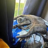 animal, blanket, blue_blanket, cat, cozy, curtains, daylight, feline, fur, gray_cat, home, indoor, paw, pet, relaxed, resting, sleeping, stretching, sunlight, window