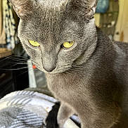 Justice is registered to the contest to win money with this photo: cat, gray_cat, yellow_eyes, close_up, indoor, pet, feline, whiskers, fur, animal, cozy, blanket, soft_light, curious, portrait, domestic_cat, sitting, focused, warm_colors, quiet