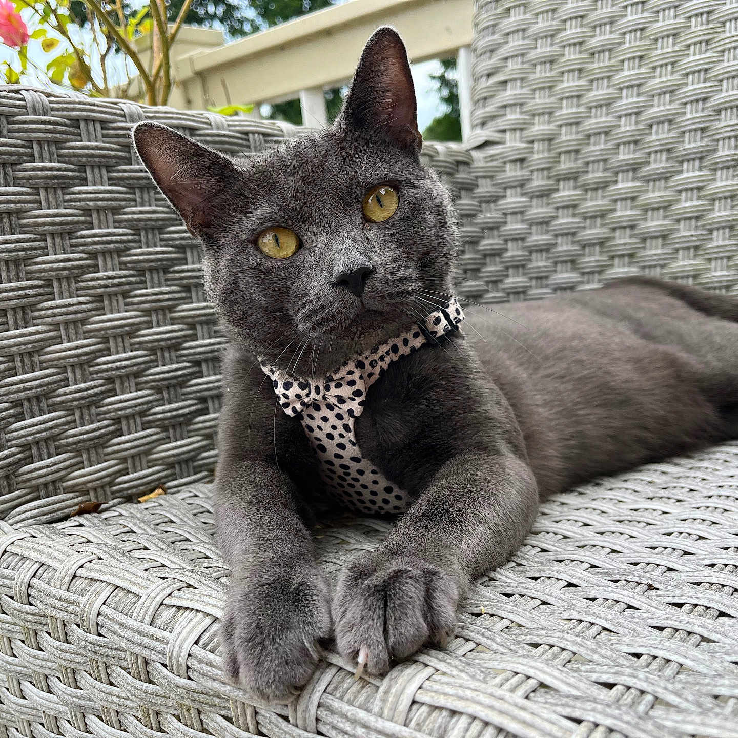 Teddy is registered to the contest to win money with this photo: abyssinian, accessories, animal, armchair, basket, bicycle, cat, chair, collar, couch, cushion, furniture, homedecor, kitten, linen, manx, pet, strap, transportation, vehicle