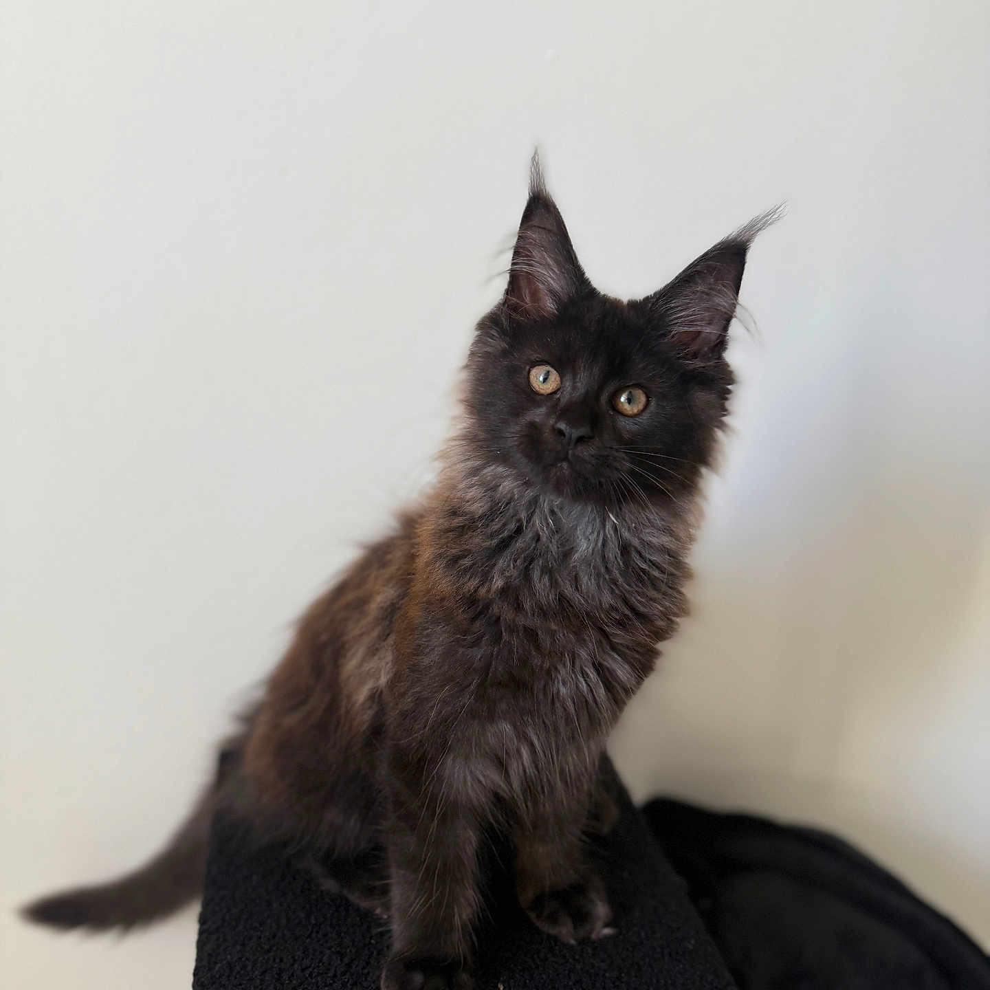 Aladin participe au concours pour gagner de l'argent avec cette photo : animal, black_cat, cat, cat_tree, curious, cute, domestic_cat, ears, feline, fluffy, fur, indoor, kitten, looking, pet, portrait, sitting, tail, whiskers, young_cat